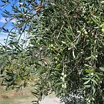 La Bulletta