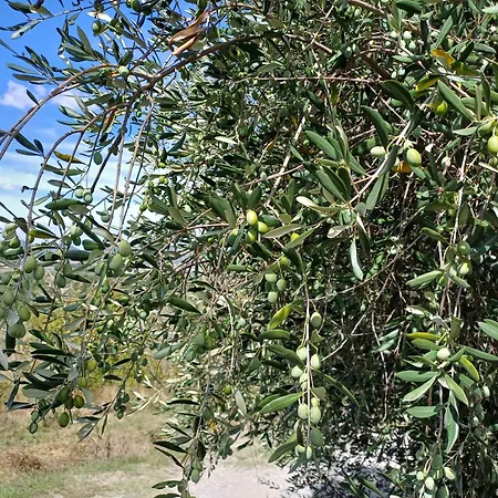 La Bulletta